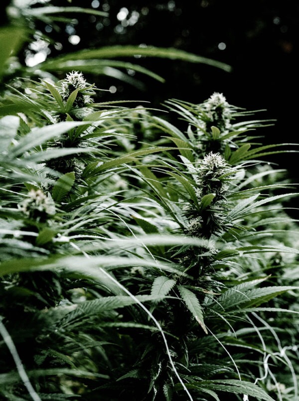 8% CBD <br> mit Bio Hanföl - Image 4