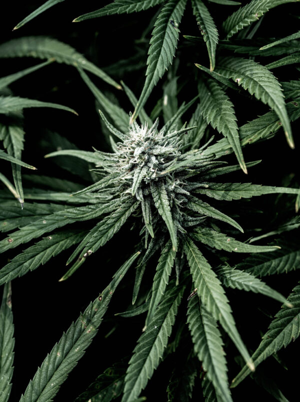 8% CBD <br> mit Bio Hanföl - Image 2