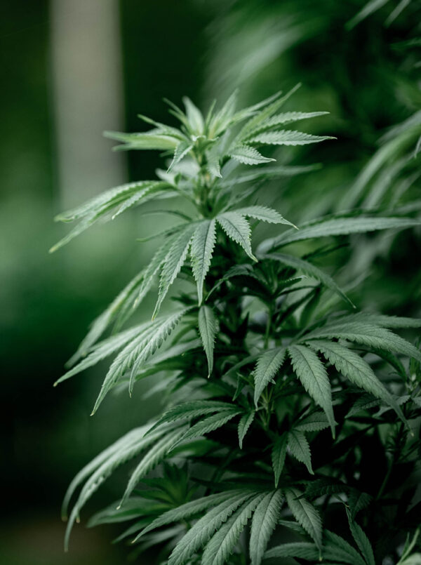 8% CBD <br> Bio MCT-Öl - Image 2
