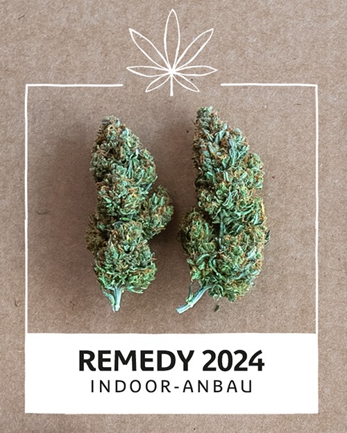 Dorfkraut Blüten CBD/CBDa: 5% – Remedy Indoor Anbau